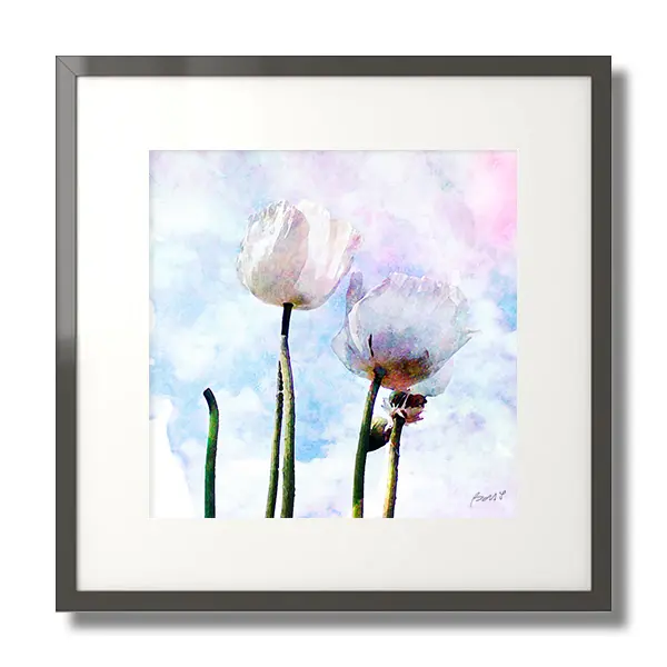 poppies framed