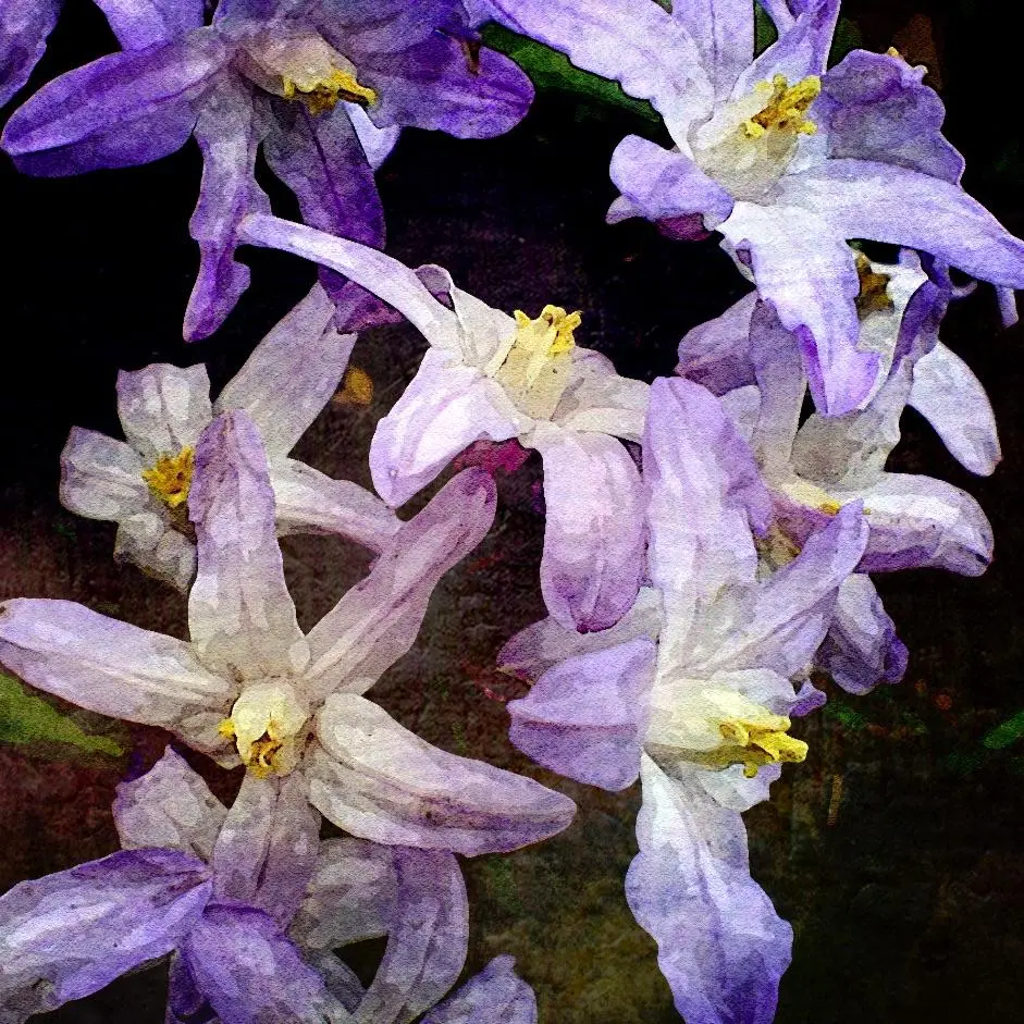 spring flower 02